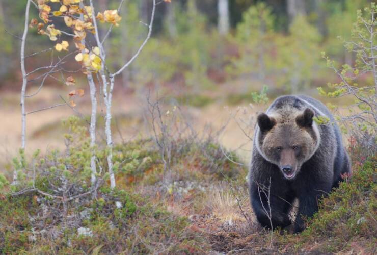 Un oso sorprende a un conductor