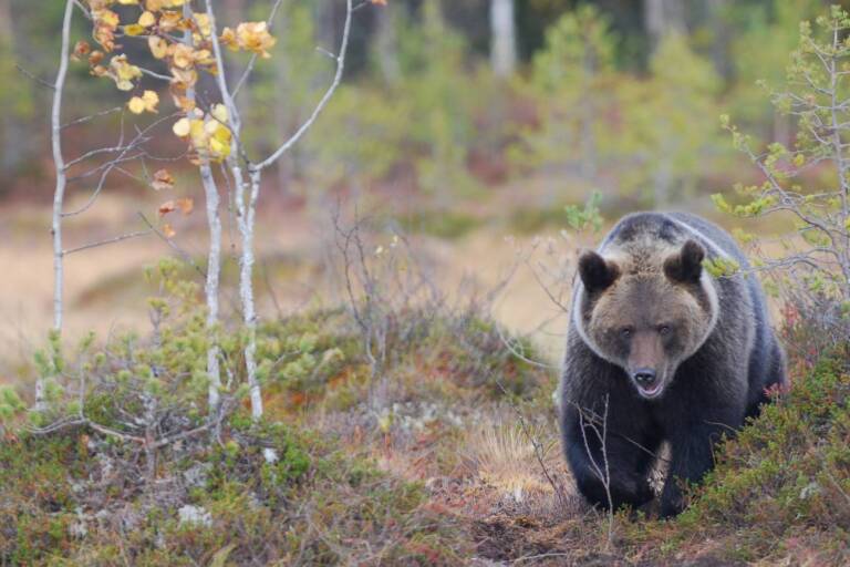 Un oso sorprende a un conductor