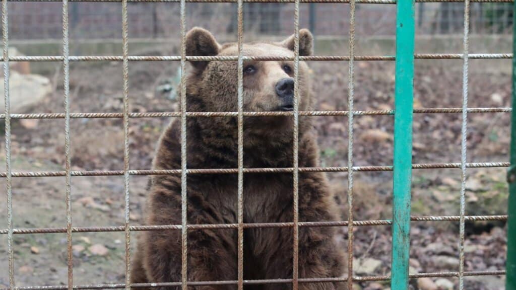 El Coto Escolar de León se despide de sus osos Luna y Ponderoso.