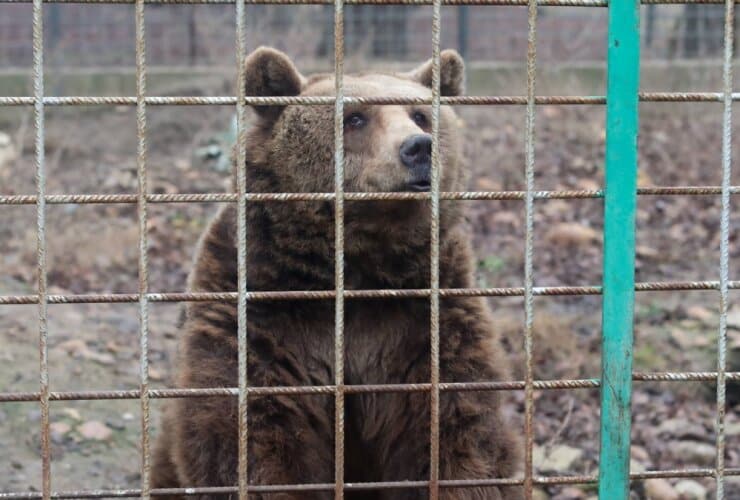 67dea08339a66 El Coto Escolar de León se despide de sus osos. ¿A dónde irán ahora?