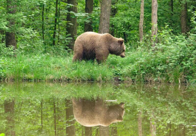 IMG 5756 3000x2077 1300x900 1 Así es BÄRENWALD Müritz: el santuario donde descansarán Luna y Ponderoso en libertad en 2025.